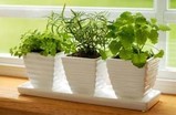 Dica da sexta – Plantando morangos em casa